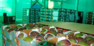 Agroexportaciones peruanas inician el 2026 con fuerza: frutas y hortalizas rozan los US$ 1,000 millones en enero