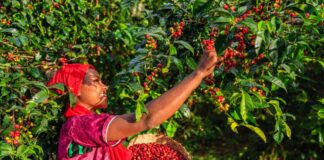 Exportaciones de café de Brasil caen 21% en el primer trimestre y suman 8,4 millones de sacos