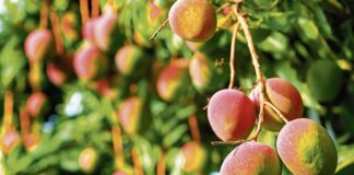Piura refuerza control de mosca de la fruta para proteger producción agrícola y exportaciones