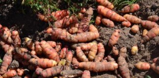 Siembra de tubérculos en Piura supera las 2,600 hectáreas en campaña agrícola 2025–2026
