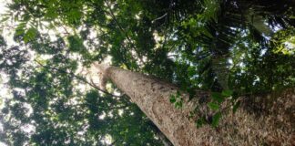ARBIO impulsa “Árboles Madre”, una propuesta de acción climática basada en biodiversidad