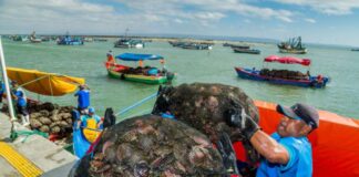 PRODUCE: Cerca de 3000 acuicultores formales recibirán el reintegro del IGV de los últimos tres años