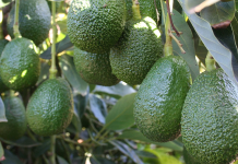 Agroexportación como alternativa para generar ingresos desde la inversión agrícola