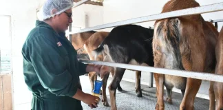 Ganadería caprina gana espacio en el mercado lácteo y será protagonista del IV Salón del Queso Peruano 2026