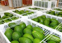 Exportaciones de palta peruana crecen 20% y aceleran apuesta por productos congelados