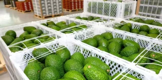 Exportaciones de palta peruana crecen 20% y aceleran apuesta por productos congelados