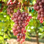 Sanidad vegetal frente a plagas y enfermedades: un impacto global que exige acción