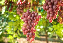 Sanidad vegetal frente a plagas y enfermedades: un impacto global que exige acción