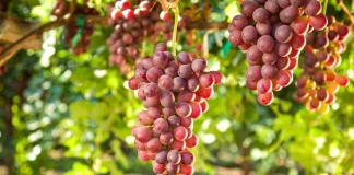 Sanidad vegetal frente a plagas y enfermedades: un impacto global que exige acción