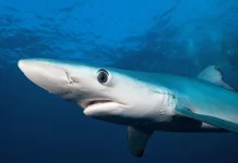 Perú avanza hacia un mayor control de la pesca de tiburón con nuevo reglamento pesquero