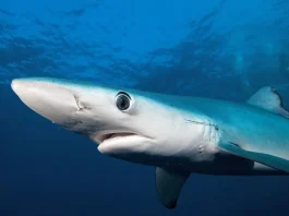 Perú avanza hacia un mayor control de la pesca de tiburón con nuevo reglamento pesquero