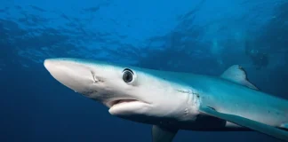Perú avanza hacia un mayor control de la pesca de tiburón con nuevo reglamento pesquero