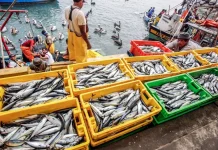 Sanipes entregó 25 habilitaciones sanitarias a pescadores de Paita impulsando la formalización y el comercio hidrobiológico
