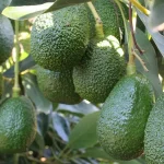 Agroexportación como alternativa para generar ingresos desde la inversión agrícola