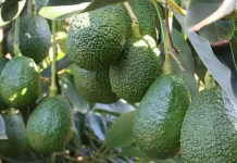 Agroexportación como alternativa para generar ingresos desde la inversión agrícola