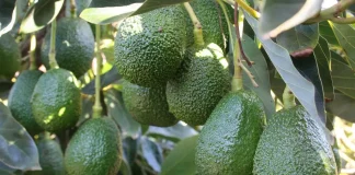 Agroexportación como alternativa para generar ingresos desde la inversión agrícola