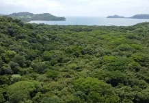 Proyecto turístico en Costa Rica enfrenta pedido fiscal para frenar tala de 751 árboles
