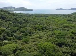 Proyecto turístico en Costa Rica enfrenta pedido fiscal para frenar tala de 751 árboles