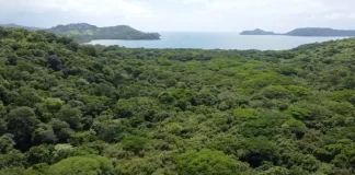 Proyecto turístico en Costa Rica enfrenta pedido fiscal para frenar tala de 751 árboles