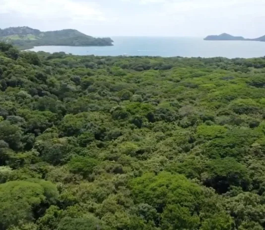 Proyecto turístico en Costa Rica enfrenta pedido fiscal para frenar tala de 751 árboles