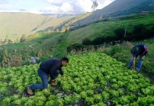 Más de S/ 33 millones invierte Foncodes en desarrollo de capacidades productivas y emprendimientos rurales en Apurímac