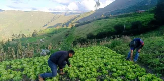 Más de S/ 33 millones invierte Foncodes en desarrollo de capacidades productivas y emprendimientos rurales en Apurímac