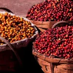 La cosecha récord de Brasil aumenta la presión sobre los precios del café, pero la oferta restringida y el clima mantienen al mercado en alerta
