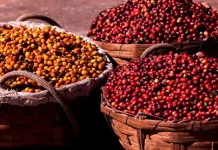 La cosecha récord de Brasil aumenta la presión sobre los precios del café, pero la oferta restringida y el clima mantienen al mercado en alerta