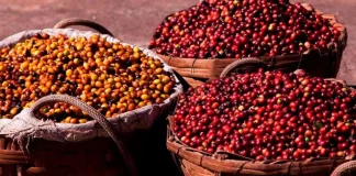 La cosecha récord de Brasil aumenta la presión sobre los precios del café, pero la oferta restringida y el clima mantienen al mercado en alerta