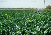 Más del 70% de los suelos chilenos están degradados: Agricultores proponen soluciones naturales para recuperarlos