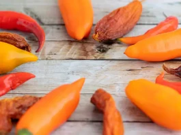 Cadena de capsicum activa medidas preventivas ante posible Fenómeno de El Niño
