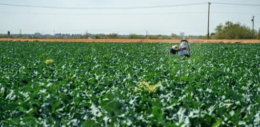 Más del 70% de los suelos chilenos están degradados: Agricultores proponen soluciones naturales para recuperarlos