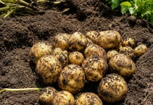 MIDAGRI: Productores de Huánuco concretan primera venta directa de papa amarilla a la agroindustria