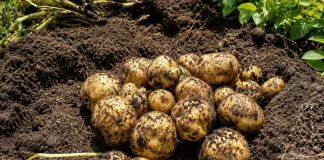 MIDAGRI: Productores de Huánuco concretan primera venta directa de papa amarilla a la agroindustria