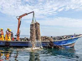 Sanipes fortalece la cadena de moluscos bivalvos con tres procedimientos alineados a estándares sanitarios internacionales