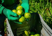 Segrafruit duplicará sus ventas en el 2026