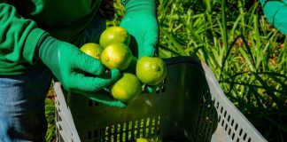 Segrafruit duplicará sus ventas en el 2026