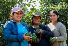 Exportan 327 toneladas de palta Hass de Valle Fortaleza a mercados en Europa