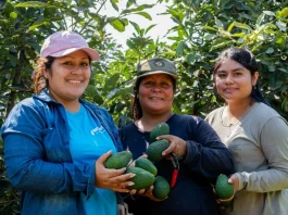 Exportan 327 toneladas de palta Hass de Valle Fortaleza a mercados en Europa