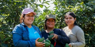 Exportan 327 toneladas de palta Hass de Valle Fortaleza a mercados en Europa