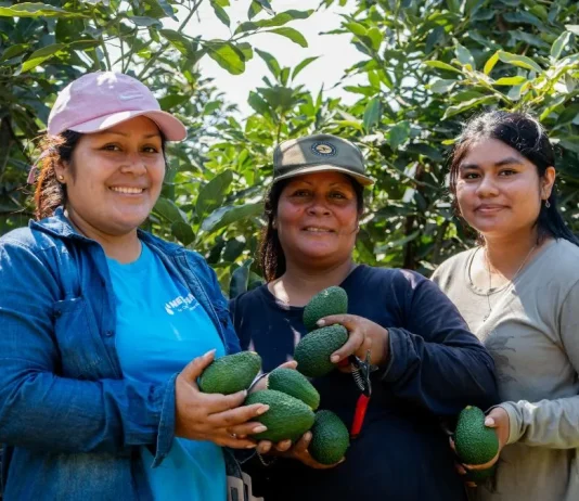 Exportan 327 toneladas de palta Hass de Valle Fortaleza a mercados en Europa