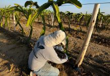 Más de 3.5 millones de personas dependen del agro y solicitan el consumo de productos nacionales