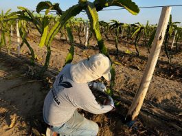 Más de 3.5 millones de personas dependen del agro y solicitan el consumo de productos nacionales