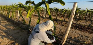 Más de 3.5 millones de personas dependen del agro y solicitan el consumo de productos nacionales