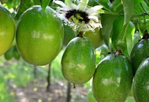 Agroideas aprueba financiamiento de S/ 180 mil para impulsar producción de maracuyá orgánico en La Libertad