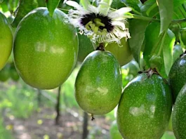 Agroideas aprueba financiamiento de S/ 180 mil para impulsar producción de maracuyá orgánico en La Libertad