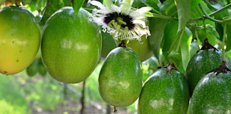 Agroideas aprueba financiamiento de S/ 180 mil para impulsar producción de maracuyá orgánico en La Libertad