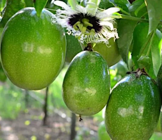 Agroideas aprueba financiamiento de S/ 180 mil para impulsar producción de maracuyá orgánico en La Libertad