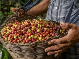 Perú conquista nuevos mercados: agroexportaciones superan los US$ 3,900 millones en el primer cuatrimestre