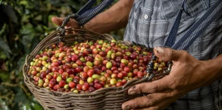 Perú conquista nuevos mercados: agroexportaciones superan los US$ 3,900 millones en el primer cuatrimestre